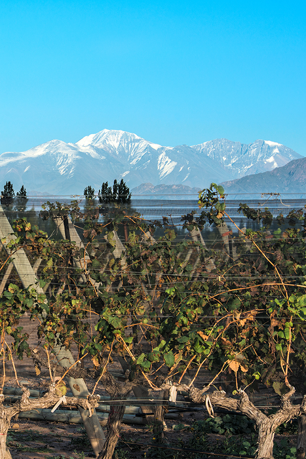 Weingut in der Provinz Mendoza, Argentinien